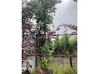 Japanse keizereik - laanboom - afbeelding 2 van  2
