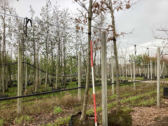 Japanse keizereik - parkboom - afbeelding 1 van  3