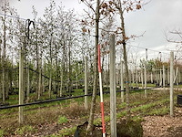 Japanse keizereik - parkboom - afbeelding 1 van  3