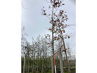 Japanse keizereik - parkboom - afbeelding 2 van  3