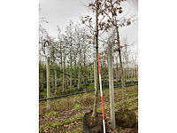 Japanse keizereik - parkboom - afbeelding 3 van  3