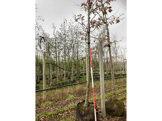 Japanse keizereik - vormboom - afbeelding 3 van  3