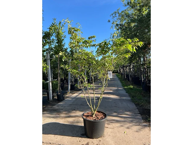 Japanse kornoelje, cornus 'china girl', meerstammig, witte bloei, ca.150 cm hoog - afbeelding 1 van  2