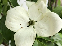 Japanse kornoelje, cornus 'china girl', meerstammig, witte bloei, ca.150 cm hoog - afbeelding 2 van  2