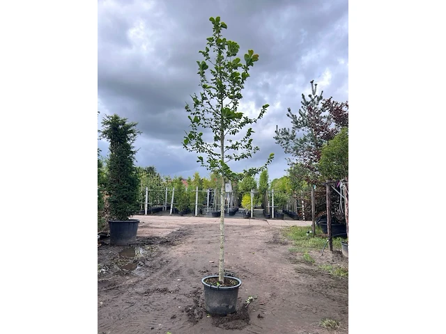 Japanse magnolia, magnolia kobus, bloesemboom, witte bloei, ca. 4 m hoog - afbeelding 1 van  2