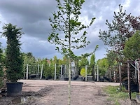 Japanse magnolia, magnolia kobus, bloesemboom, witte bloei, ca. 4 m hoog