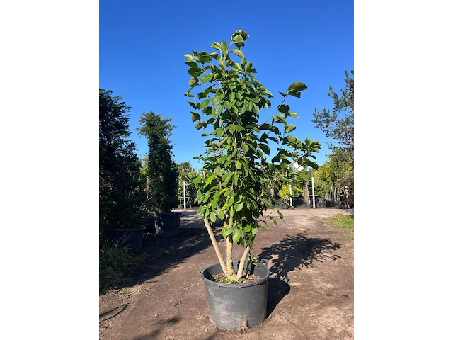 Japanse magnolia, magnolia kobus, meerstammig, witte bloei, ca. 2.5 m hoog - afbeelding 1 van  2