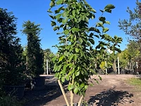 Japanse magnolia, magnolia kobus, meerstammig, witte bloei, ca. 2.5 m hoog