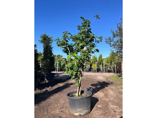Japanse magnolia, magnolia kobus, meerstammig, witte bloei, ca. 2.5 m hoog - afbeelding 1 van  2