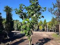 Japanse magnolia, magnolia kobus, meerstammig, witte bloei, ca. 2.5 m hoog