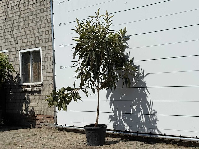 Japanse mispel - eriobotrya japonica - hoogte ca. 220 cm - afbeelding 1 van  1