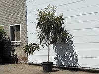 Japanse mispel - eriobotrya japonica - hoogte ca. 220 cm - afbeelding 1 van  1