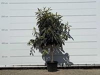 Japanse mispel - eriobotrya japonica - hoogte ca. 220 cm - afbeelding 1 van  3