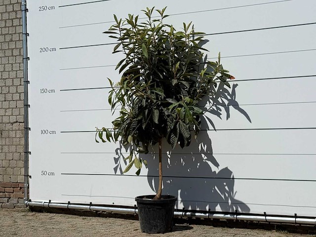 Japanse mispel - eriobotrya japonica - hoogte ca. 220 cm - afbeelding 2 van  3