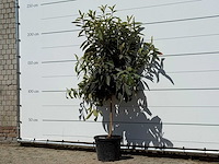 Japanse mispel - eriobotrya japonica - hoogte ca. 220 cm - afbeelding 2 van  3