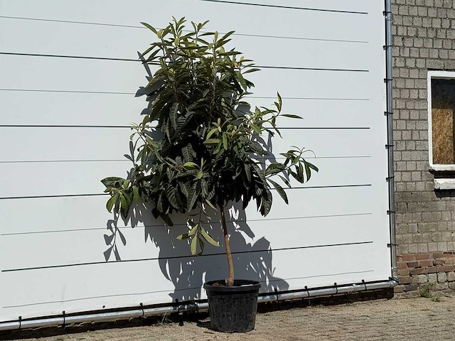 Japanse mispel - eriobotrya japonica - hoogte ca. 220 cm - afbeelding 3 van  3