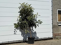 Japanse mispel - eriobotrya japonica - hoogte ca. 220 cm - afbeelding 3 van  3
