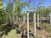 Japanse notenboom - dakboom - afbeelding 1 van  2