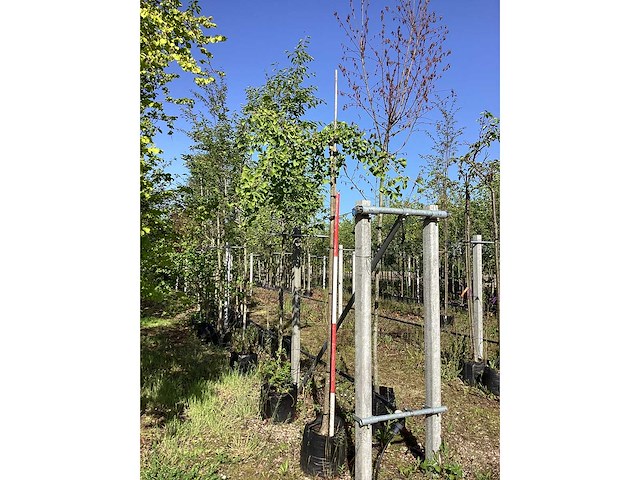 Japanse notenboom - dakboom - afbeelding 2 van  2