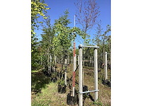 Japanse notenboom - dakboom - afbeelding 2 van  2