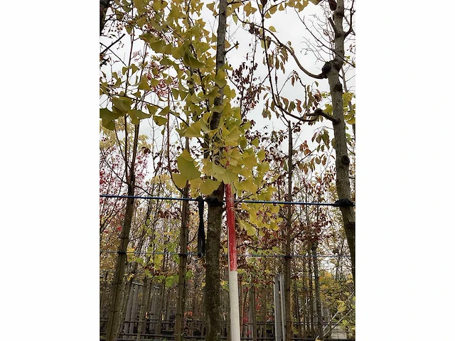 Japanse notenboom - vrucht- / fruitboom - afbeelding 2 van  2