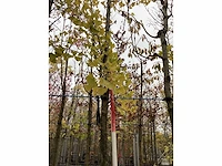 Japanse notenboom - vrucht- / fruitboom