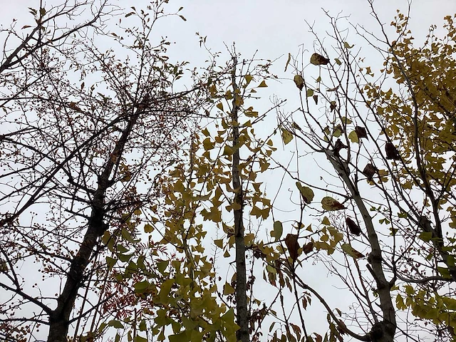 Japanse notenboom - vrucht- / fruitboom - afbeelding 1 van  3