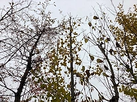 Japanse notenboom - vrucht- / fruitboom