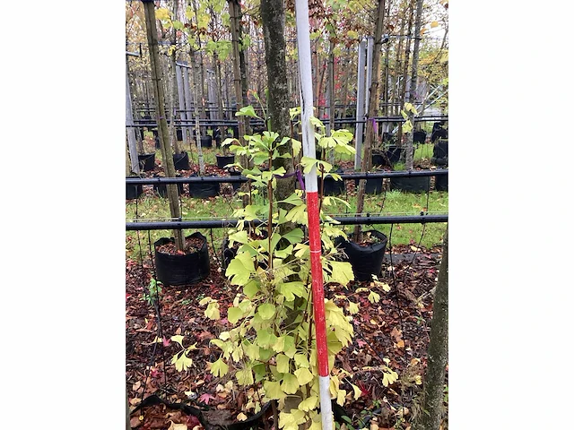 Japanse notenboom - vrucht- / fruitboom - afbeelding 3 van  3