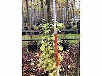 Japanse notenboom - vrucht- / fruitboom - afbeelding 3 van  3