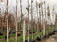 Japanse notenboom - vruchten/fruitbomen (2x) - afbeelding 1 van  3