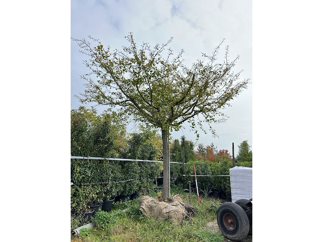Japanse notenboom, ginkgo biloba, dakboom, ca. 150-200 cm hoog - afbeelding 1 van  1