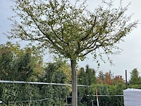 Japanse notenboom, ginkgo biloba, dakboom, ca. 150-200 cm hoog