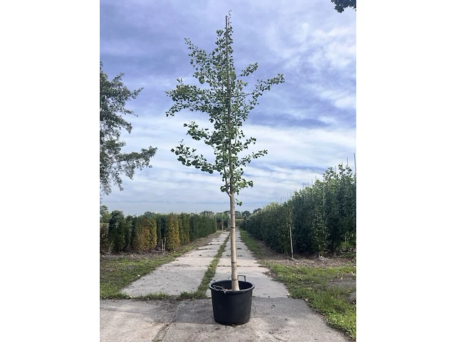 Japanse notenboom, ginkgo biloba, hoogstam, gele herfstkleur, ca. 3.5-4 m hoog - afbeelding 1 van  1