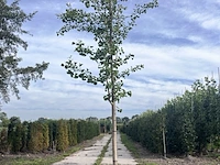 Japanse notenboom, ginkgo biloba, hoogstam, gele herfstkleur, ca. 3.5-4 m hoog