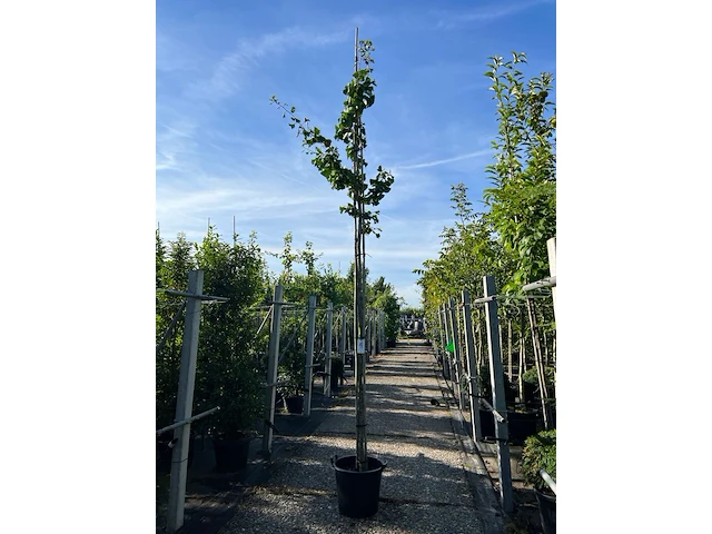 Japanse notenboom, ginkgo biloba, loofboom, gele herfstkleur, ca. 3-3.5 m hoog - afbeelding 1 van  1