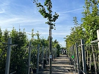 Japanse notenboom, ginkgo biloba, loofboom, gele herfstkleur, ca. 3-3.5 m hoog