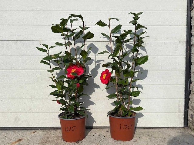 Japanse roos - camellia japonica - hoogte ca. 60 cm (2x) - afbeelding 1 van  1