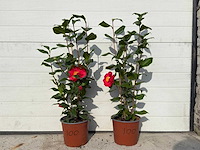 Japanse roos - camellia japonica - hoogte ca. 60 cm (let op 1x) - afbeelding 1 van  1