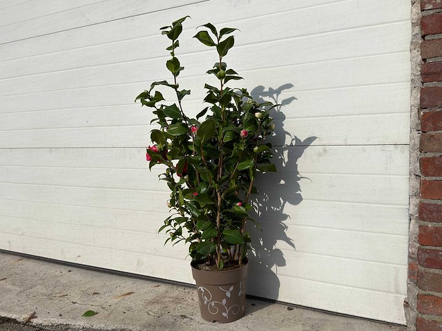 Japanse roos in 3 kleuren - camellia japonica - hoogte ca. 100 cm - afbeelding 2 van  4