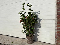 Japanse roos in 3 kleuren - camellia japonica - hoogte ca. 100 cm - afbeelding 2 van  4