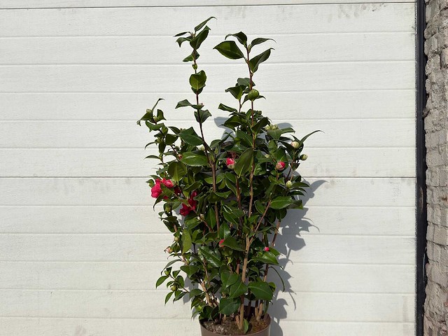 Japanse roos in 3 kleuren - camellia japonica - hoogte ca. 100 cm - afbeelding 4 van  4