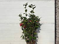 Japanse roos in 3 kleuren - camellia japonica - hoogte ca. 100 cm - afbeelding 4 van  4