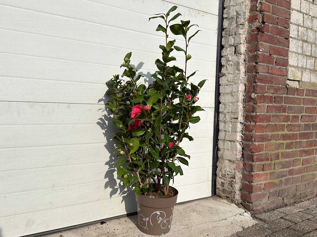 Japanse roos in 3 kleuren - camellia japonica - hoogte ca. 100 cm - afbeelding 2 van  2
