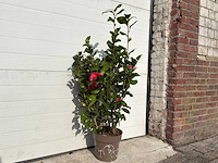 Japanse roos in 3 kleuren - camellia japonica - hoogte ca. 100 cm - afbeelding 2 van  2