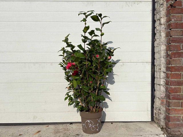 Japanse roos in 3 kleuren - camellia japonica - hoogte ca. 100 cm - afbeelding 1 van  4