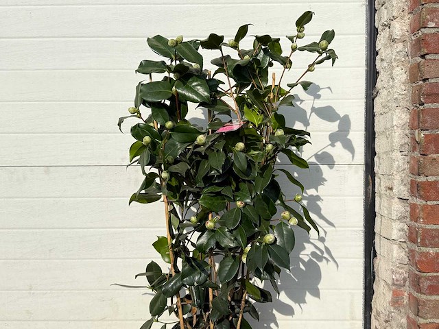 Japanse roos rek - camellia japonica - hoogte ca. 80 cm - afbeelding 2 van  2