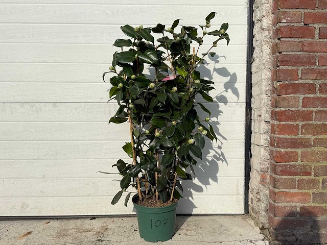 Japanse roos rek - camellia japonica - hoogte ca. 80 cm - afbeelding 1 van  3