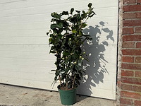 Japanse roos rek - camellia japonica - hoogte ca. 80 cm - afbeelding 2 van  3