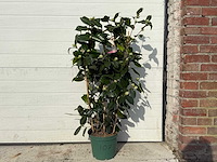 Japanse roos rek - camellia japonica - hoogte ca. 80 cm - afbeelding 1 van  2